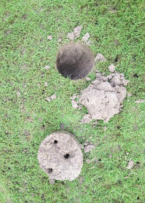 Over the years, troubled areas around the course (mainly greens) could all be attributed to these detrimental conditions.