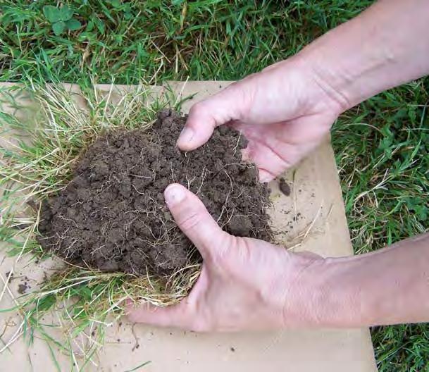 of grubs in a square foot. Take multiple samples throughout the lawn area to determine which areas may need treatment.