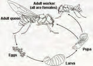 Are ants pests? Ants perform an important function in our soils.