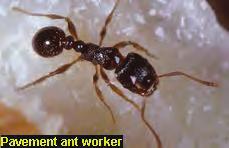 So, ants are a beneficial insect.