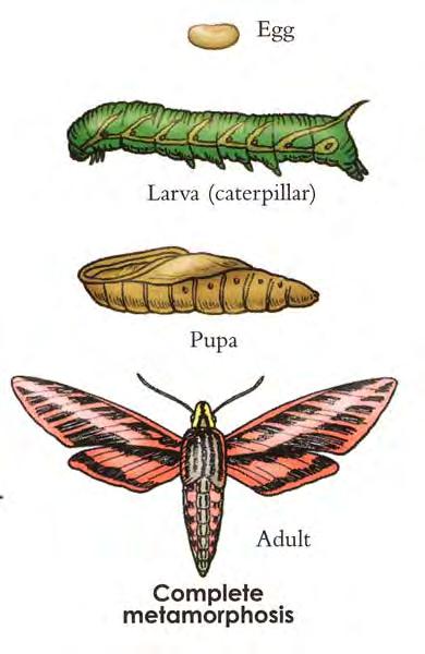 Insects have three or four stages in their life cycle.