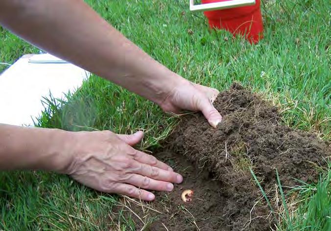 To determine how many grubs you have in your lawn you can use a flat spade to cut back a sample of turf. Peel the turf back like a piece of carpet. Examine the contents on the cardboard.