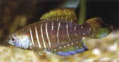 Austrolebias jaegari a new annual fish from the Laguna dos Patos system, southern Brazil, with a redescription of A.