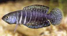 Austrolebias jaegari a new annual fish from the Laguna dos Patos system, southern Brazil, with a redescription of A. gymnoventris pale golden.