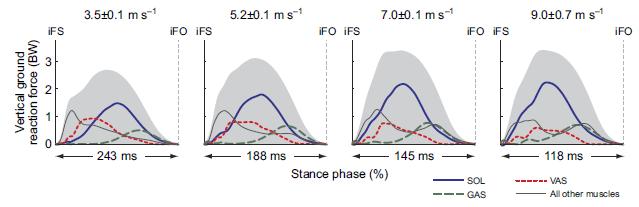 Figure 5 Individual muscle joint torques for each speed. (Dorn et al., 2012) Figure 6. Net Vertical ground reaction forces (shaded). (Dorn et al., 2012) Stride frequency continues to increase velocity once maximal stride length has been achieved, usually around 7.