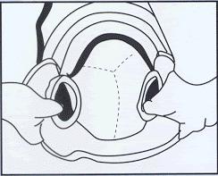 LH 050 / 150 /250 Flight Helmet Instruction Manual Page 3 of 14 Description Helmet includes: A helmet a small shell equipped with a lining including a 5mm thick