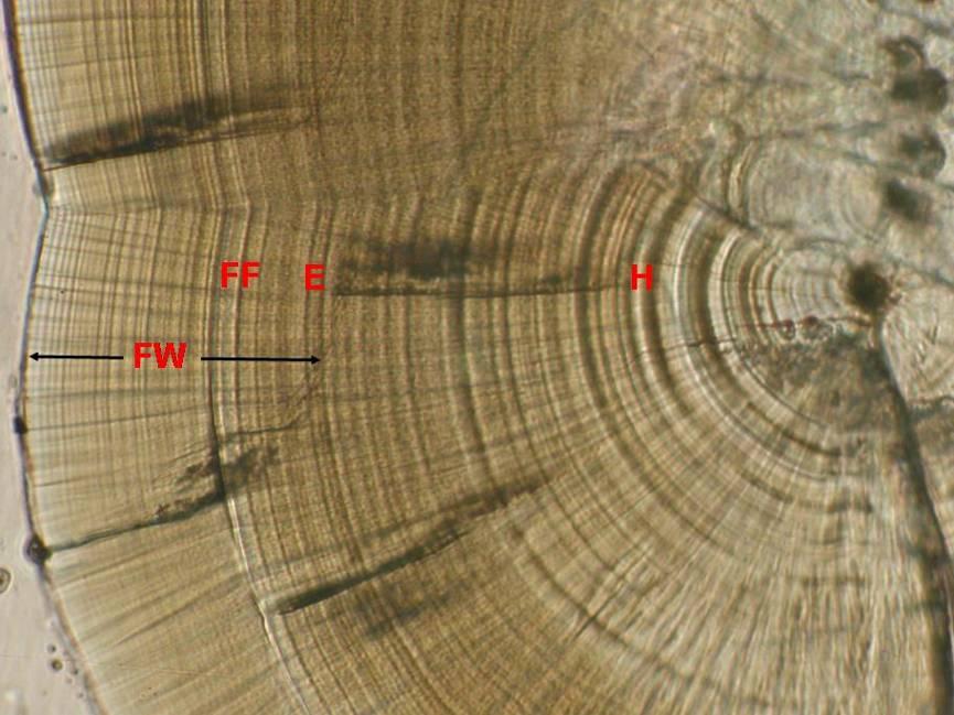 Figure 2: Relationship between fish fork length (mm) and otolith radial distance (mm). Fish FL at capture (mm) 120 100 80 60 40 y = 154.56x - 0.3533 R 2 = 0.802 20 0.2 0.3 0.4 0.5 0.6 0.