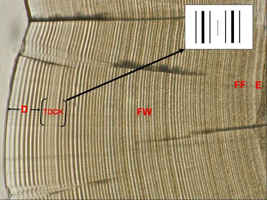 Figure 4: The tidal delta check (TDCK) was seen on samples collected in the tidal delta in mid to late May (2004) and mid-june (2005).