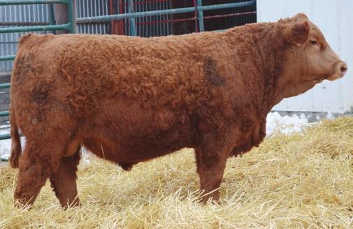 RED BRIGADIA 969J BBS OLD SCHOOL U21 BBS ZIMA D55 HOIBYS MISS LEGACY M206 Polled-Solid Red- A thicker made bull with an extra deep middle. Very typical of the True North progeny.