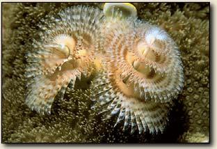 Phylum Annelida 1 Trochozoa (autapomorphie) Presence of the trochophore larval stage Porifera