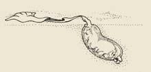 Echiura - spoon worms Proboscis Gutter Setae Trunk