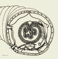 Earthworm body wall Circular muscle
