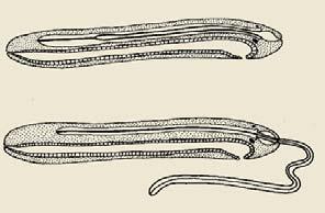 Hemichordata Chordata n worms Rhynchocoel Proboscis Dorsal vessel Intestine