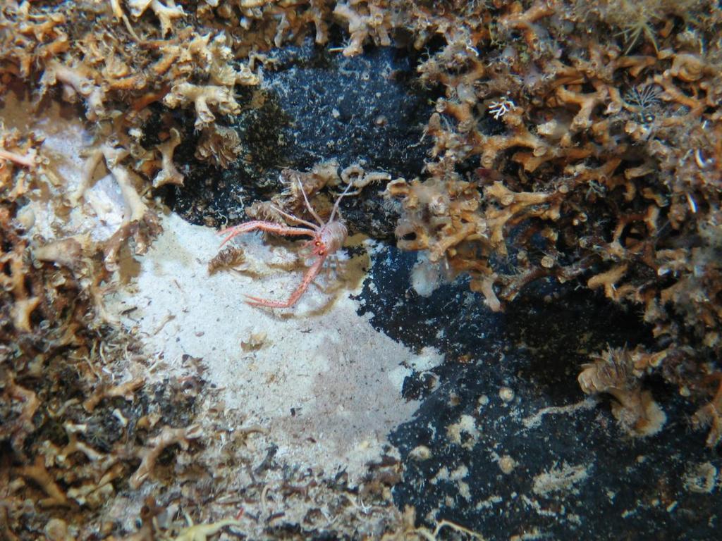 Figure 3. Squat lobster, Coral Seamount, cold-water coral reef.