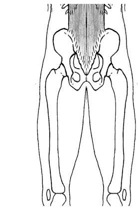 2144 D. E. Lieberman and others the coccyx; the GMP inserts on the iliotibial tract (Stern, 1972; Sigmon, 1975; Aiello and Dean, 199).