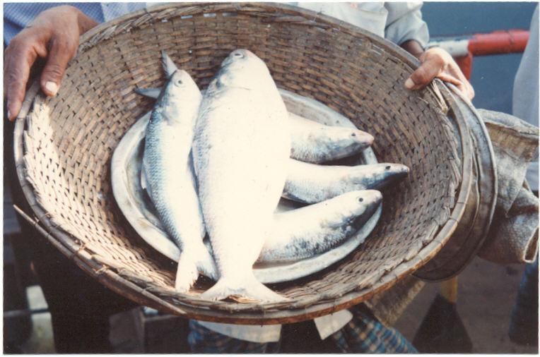 Country Production in Brief Present fish production (2007): 2.56 million tons Total Marine catch : 497,573 t (19.4%) Industrial : 34156 t (1.3%) Artisanal : 463414 t (18.