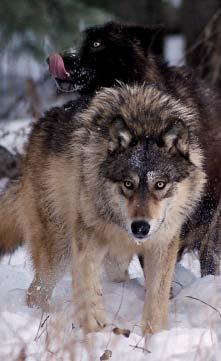 matter what the people who unequivocally love wolves and would like to see them protected forever believe, there is no getting around this simple fact: Wolves are not deities, no matter what some