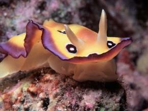.. BEST DIVE SITES: The Northern Garuae Pass the southern Tetamanu Pass More for experts Marquesas Islands: In the wild northern archipelago, in Nuku Hiva & Hiva Oa, is a possibility for magical