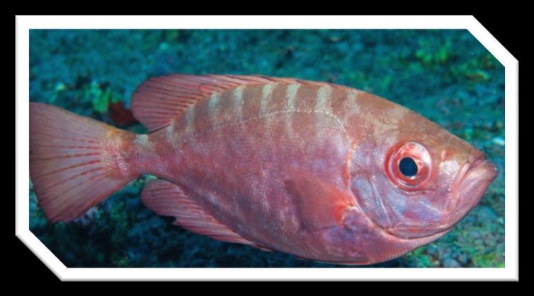 17 Glass Eye Snapper Glass eye snappers can be recognized by their red to silvery color. They have characteristic silver bars on their back. You can find them near coral reefs.