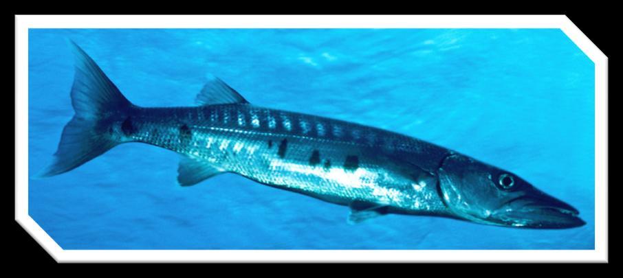 19 Great Barracuda Barracudas have a characteristic long silvery cylindrical body with dark blotches scattered on its lower side. They can be found near the surface among mangroves and the open sea.