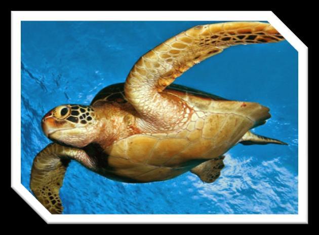21 Hawksbill Turtle Turtles are popular in Aruba. They can be found near deeper parts of reefs. Hawksbill turtle feed on plants, sea urchins, fish, jelly fish and algae.