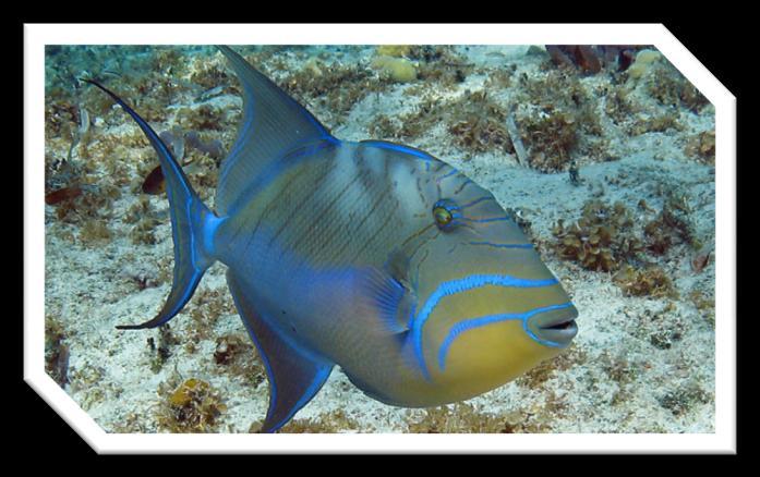 31 Queen Trigger Fish The queen trigger fish can be recognized by its oval shape and large fins.