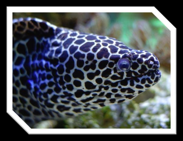 Spotted Goat Fish 45 You recognize a spotted goat fish by the three black botches on their body. You can find them near sand or rock bottoms and near reef or sea grass. They feed on small fishes.