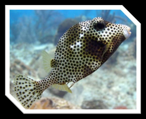 47 Spotted Trunk Fish Spotted trunk fish can be identified by their triangular body. They are white with numerous black dots.