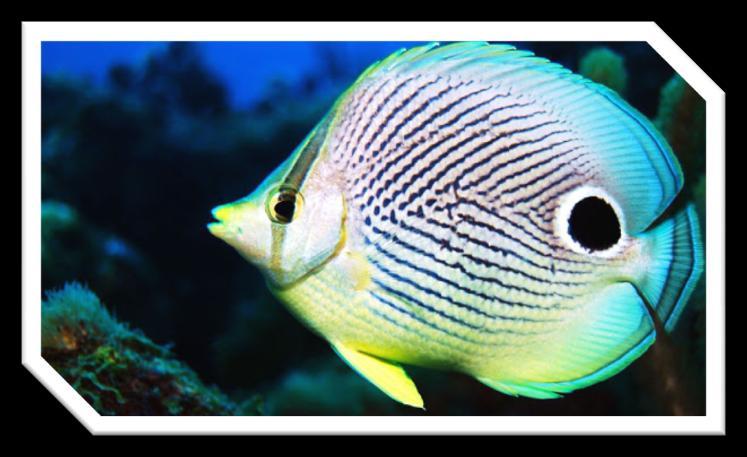 Four Eye Butterfly Fish 14 Four eye butterfly fishes are common in Aruba. They can be recognized by their silver-gray body with numerous dark thin lines from the mid-body.