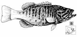 Identification of Smallmouth, Guadalupe/Spotted and Largemouth Bass Smallmouth Bass A Vertical barring along the sides.