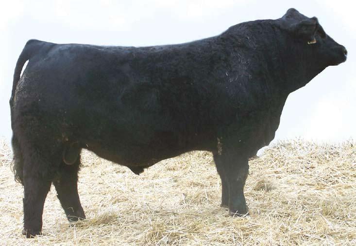 Simmental sale R PLUS BLACKEDGE BLACK POLLED PUREBRED BPG646855 LRPS 5028R 08 February 2005 Edge was the high selling bull from the 2006 sale.