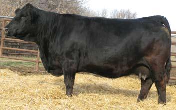 Super stout, great hair, lots of volume and calving ease is what we expect and receive. There will be 15 sons available at the sale. BW: 90 lbs.