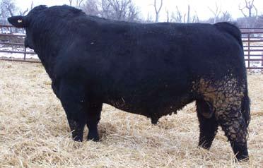 Simmental sale A son of Master, selling as Lot 7 We purchased Master as a five year old bull from Neil Carson, Rossburn, MB.