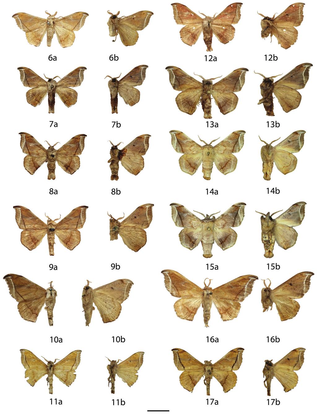 Revision of the genus Menevia Schaus, 1928... 43 Figures 6 17. Menevia lantona species-group adults, a recto, b verso. 6 M. lantona holotype, French Guiana, St. Jean du Maroni (USNM) 7 M.