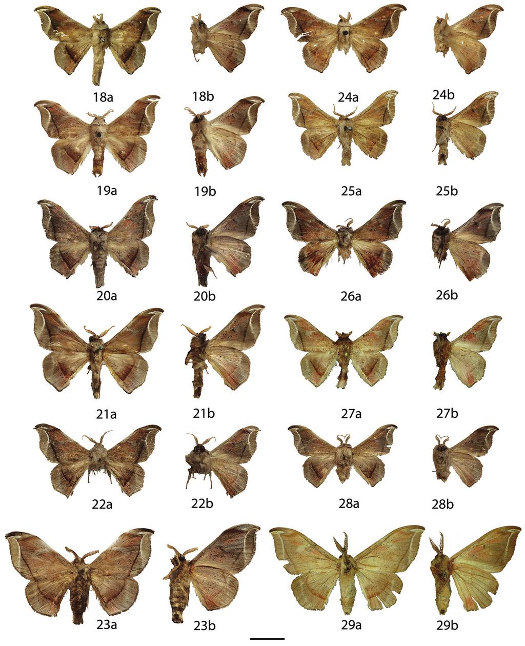 54 Ryan A. St. Laurent & Jason J. Dombroskie / ZooKeys 566: 31 116 (2016) Figures 18 29. Menevia lucara species-group adults, a recto, b verso. 18 M. lucara holotype, French Guiana, St.