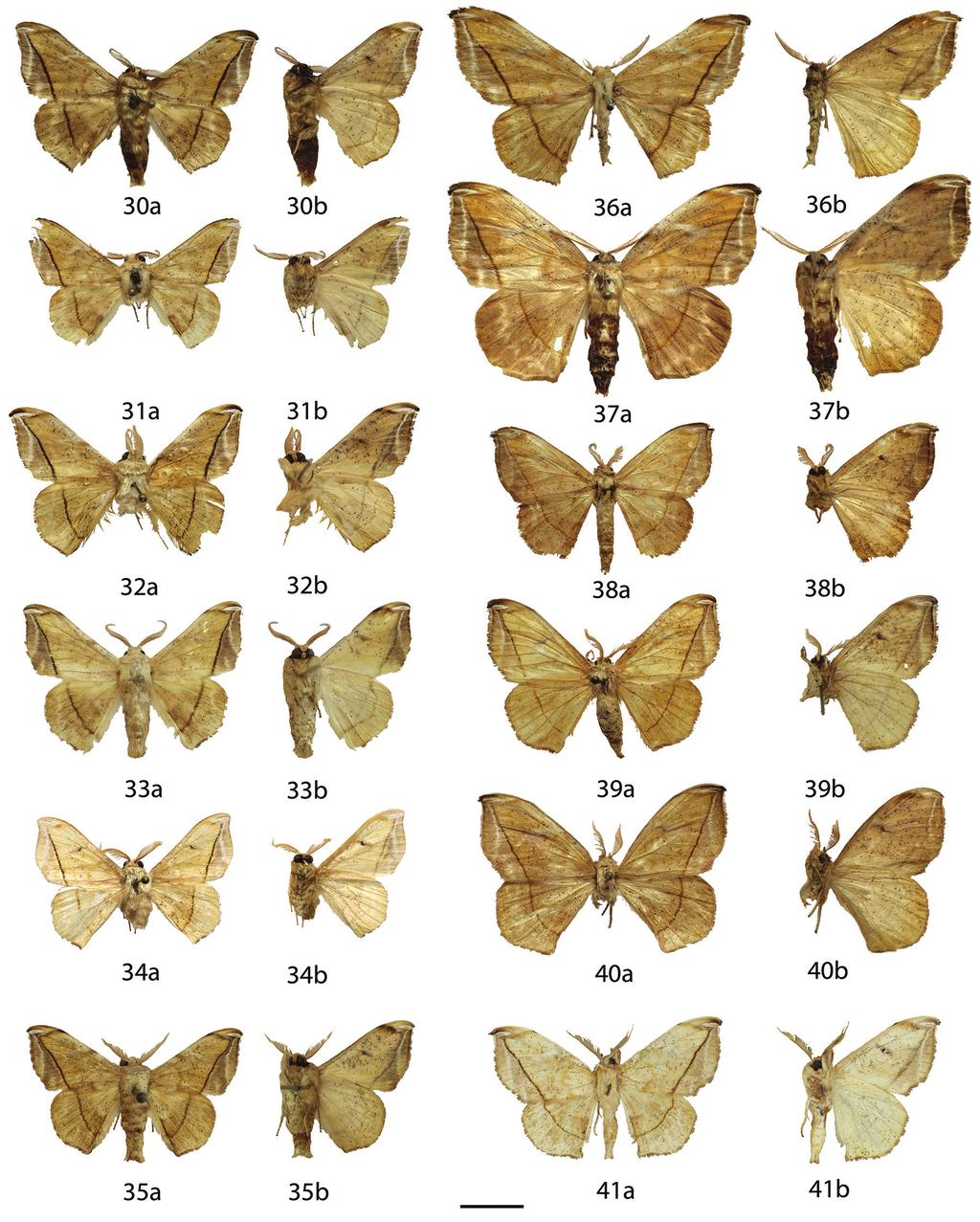 Revision of the genus Menevia Schaus, 1928... 63 Figures 30 41. Menevia ostia species-group adults, a recto, b verso. 30 M.