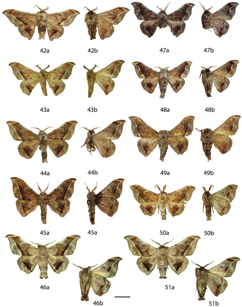 78 Ryan A. St. Laurent & Jason J. Dombroskie / ZooKeys 566: 31 116 (2016) Figures 42 51. Menevia plagiata species-group [plagiata subgroup] male adults, a recto, b verso. 42 M.