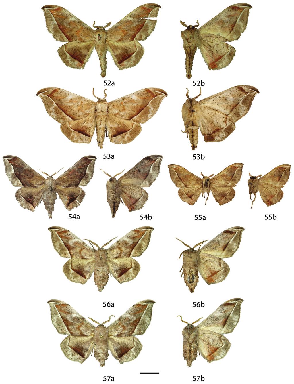 Revision of the genus Menevia Schaus, 1928... 79 Figures 52 57. Menevia plagiata species-group [plagiata subgroup] female adults, a recto, b verso. 52 M.