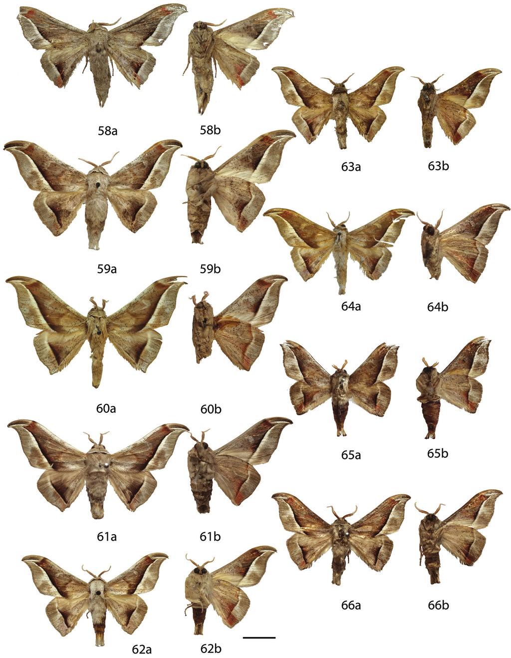 90 Ryan A. St. Laurent & Jason J. Dombroskie / ZooKeys 566: 31 116 (2016) Figures 58 66. Menevia plagiata species-group [vulgaris subgroup] male adults, a recto, b verso. 58 M.