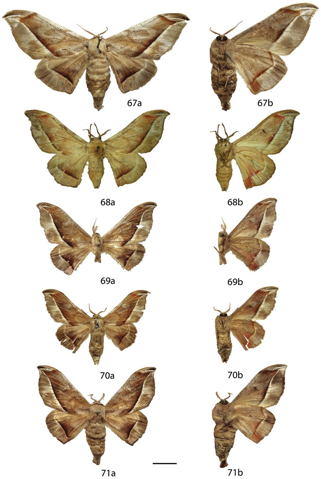 Revision of the genus Menevia Schaus, 1928... 91 Figures 67 71. Menevia plagiata species-group [vulgaris subgroup] female adults, a recto, b verso. 67 M. vulgaris paratype, Guyana, Omai (USNM) 68 M.