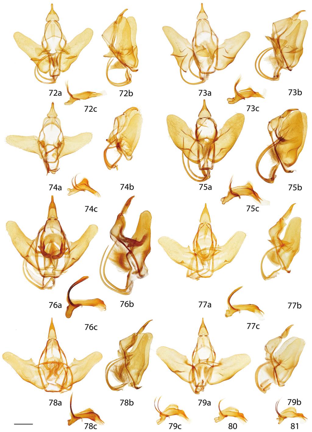 94 Ryan A. St. Laurent & Jason J. Dombroskie / ZooKeys 566: 31 116 (2016) Figures 72 81. Menevia male genitalia, a ventral, b lateral, c phallus [except Figures 80, 81]. 72 M.