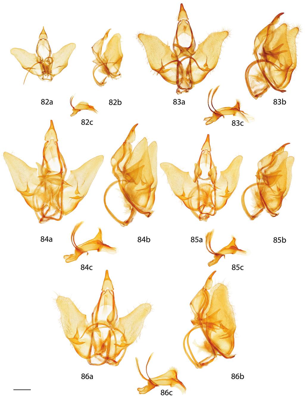 Revision of the genus Menevia Schaus, 1928... 95 Figures 82 86. Menevia male genitalia, a ventral, b lateral, c phallus. 82 M. pallida paratype, Brazil, Maranhão, Feira Nova do Maranhão, 480 m [St.