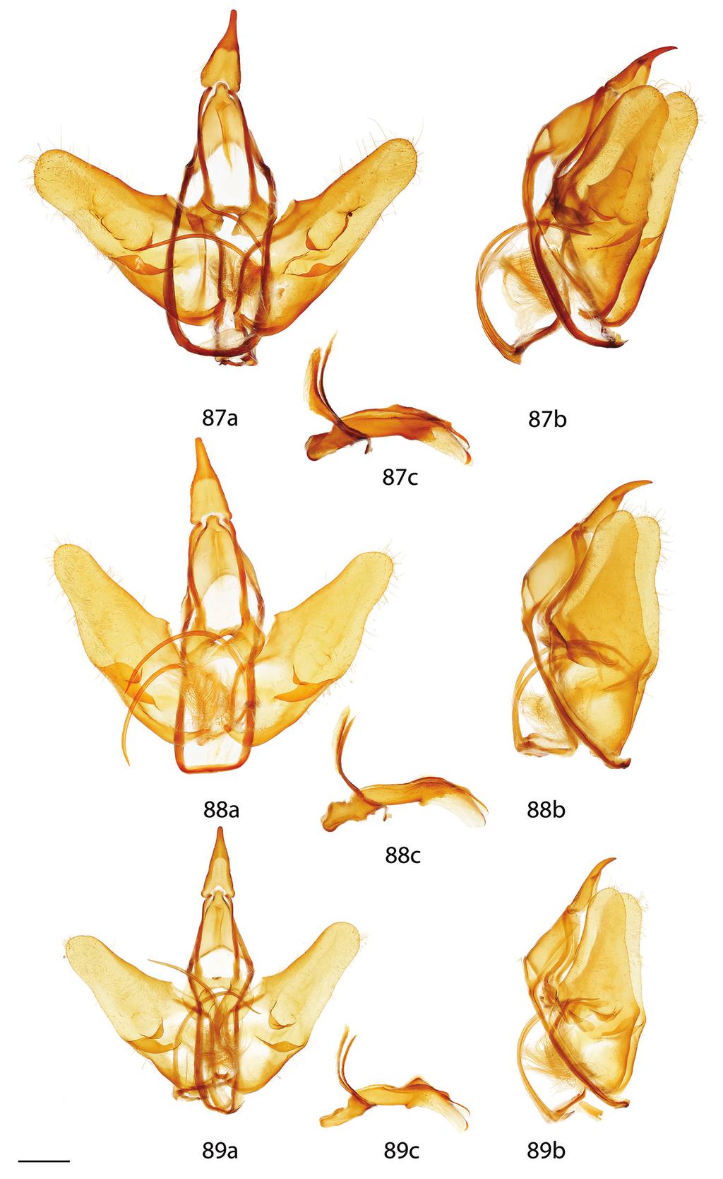 98 Ryan A. St. Laurent & Jason J. Dombroskie / ZooKeys 566: 31 116 (2016) Figures 87 89. Menevia male genitalia, a ventral, b lateral, c phallus. 87 M. vulgaris holotype, French Guiana, St.