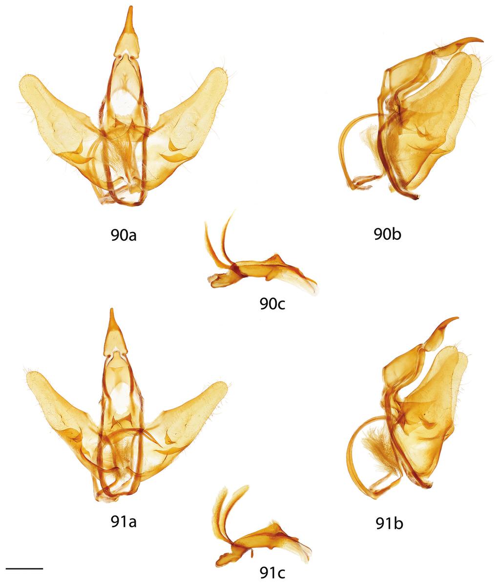 Revision of the genus Menevia Schaus, 1928... 99 Figures 90 91. Menevia male genitalia, a ventral, b lateral, c phallus. 90 M. cordillera holotype, Peru, San Gabán, 2500 ft [St. Laurent diss.