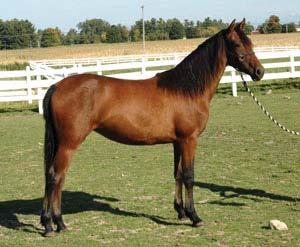 breed. Sale Price: $4,500 HD Jefferson (Democracy x Spring s National Velvet) (2014) A handsome, sensitive and smart dark bay gelding, Tommy is correct and willing to please.