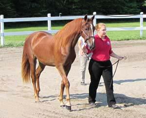 Sale Price: $6,000 HD SANDY CREEK (UVM Jubilant x Sugarlane Dominique) (2012) A flashy chestnut with a blaze, this filly is keen to learn, but is her own girl!