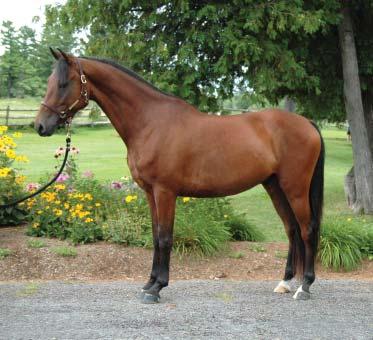 Sale Price: $4,000 HD Irondale (UVM Jubilant x Sugarlane Dominique) (2011) Tall bay gelding with the slow legs that are going to make him a western pleasure star!