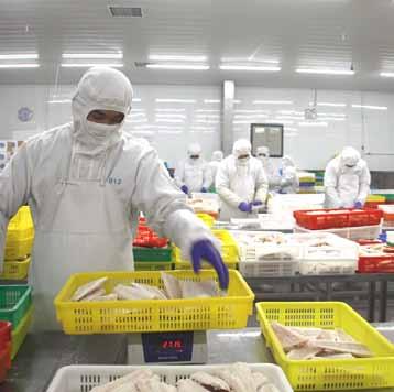 Company profile With more than 20 years of experience, Alimex Seafood A/S is your leading processor of frozen seafood.