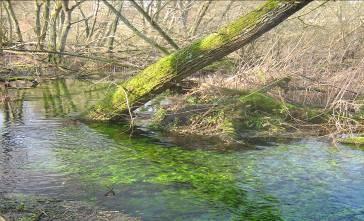 Sussex chalk streams often occur in small gulleys which are more wooded than other chalk rivers and streams.