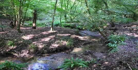 chalk spring head in East Sussex F Southgate How do I know if I have a chalk stream on my land?